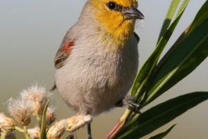 American remez - mali stranac pjevanja American remez - mali stranac pjevanja